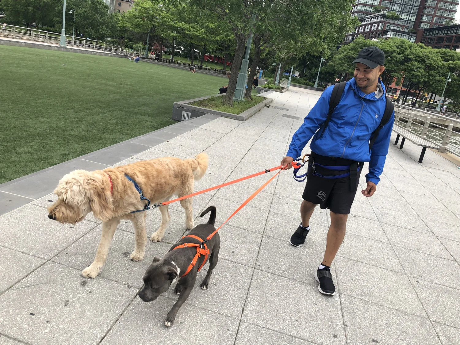 Dog Walkers in New York City